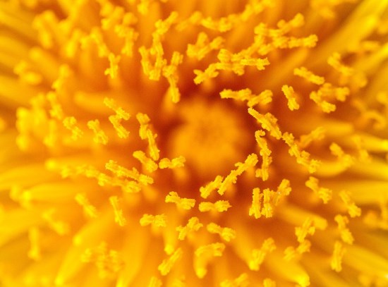 Concorso Fotografico 2020: Giallo plasma